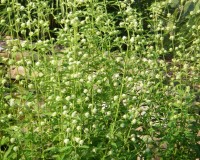hyptis alata 9-10.jpg